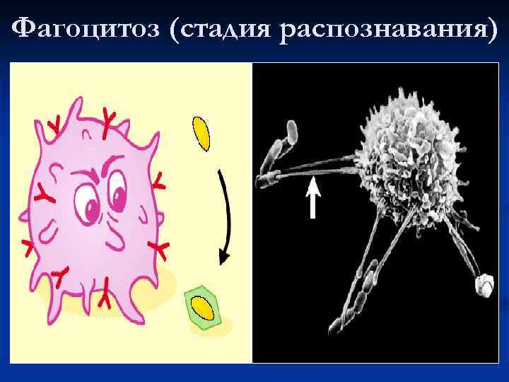 Фагоцитоз (стадия распознавания) 