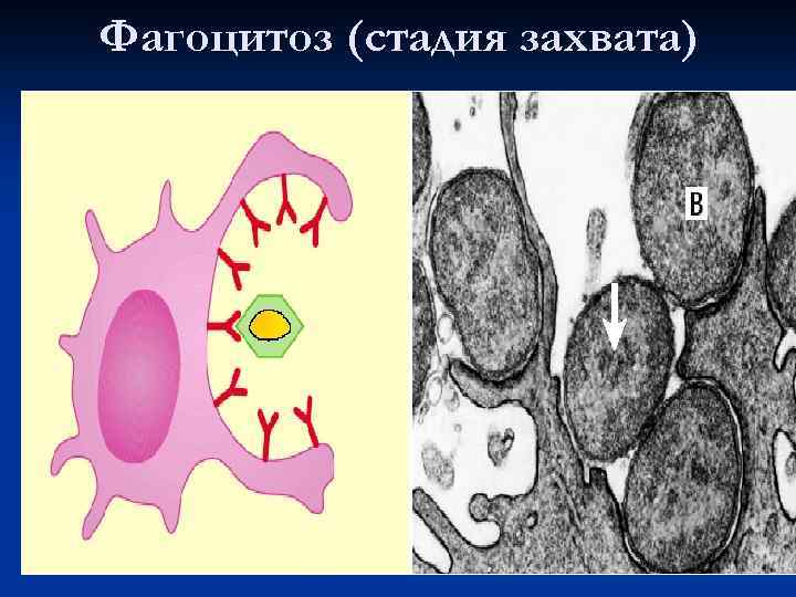 Фагоцитоз (стадия захвата) 