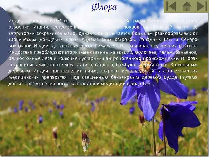 Флора Индия — родина 6, 0 % всех цветковых растений. За тысячелетия хозяйственного освоения