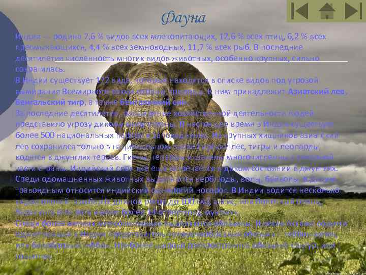 Фауна Индия — родина 7, 6 % видов всех млекопитающих, 12, 6 % всех
