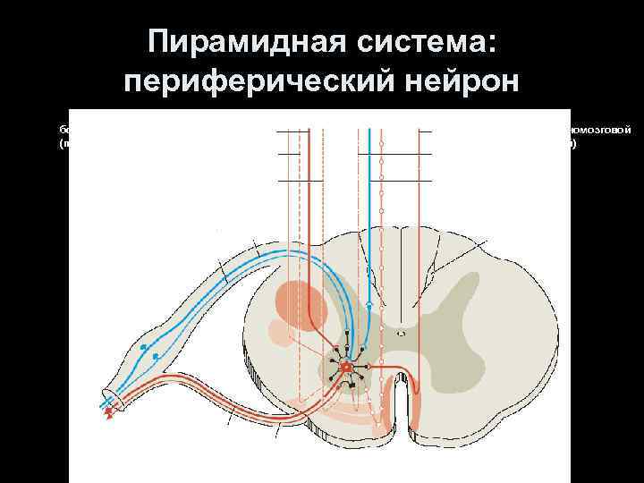 Пирамидная система: периферический нейрон боковой корково-спинномозговой путь (перекрещенный) передний корково-спинномозговой путь (неперекрещенный) 