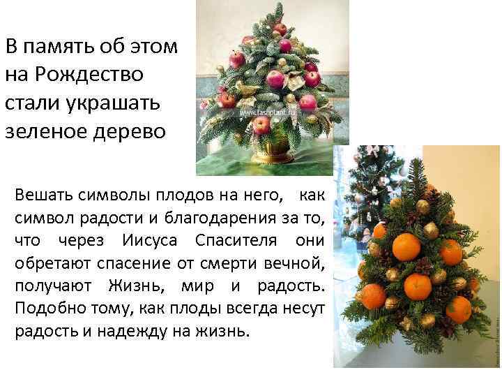 В память об этом на Рождество стали украшать зеленое дерево Вешать символы плодов на