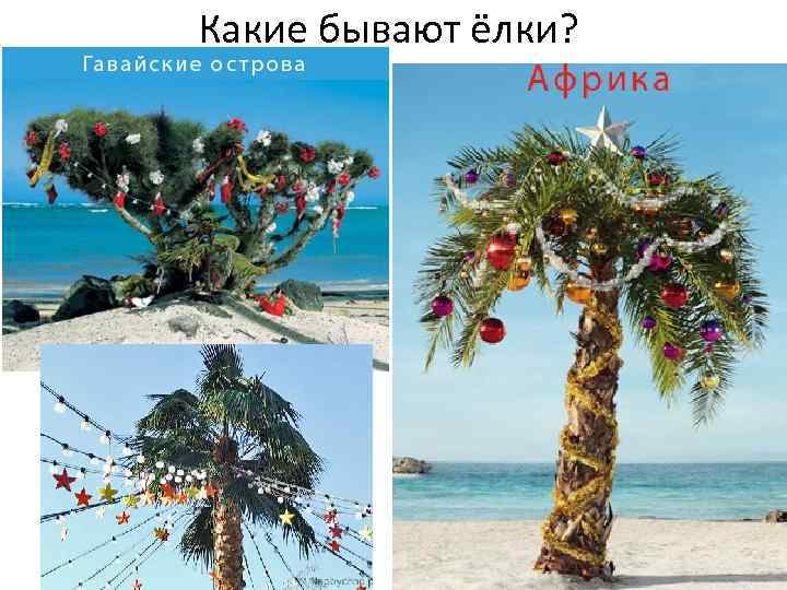 Какие бывают ёлки? 