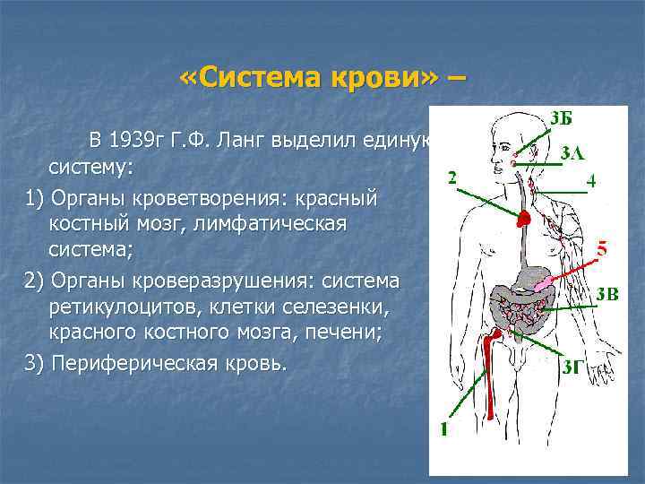  «Система крови» – В 1939 г Г. Ф. Ланг выделил единую систему: 1)