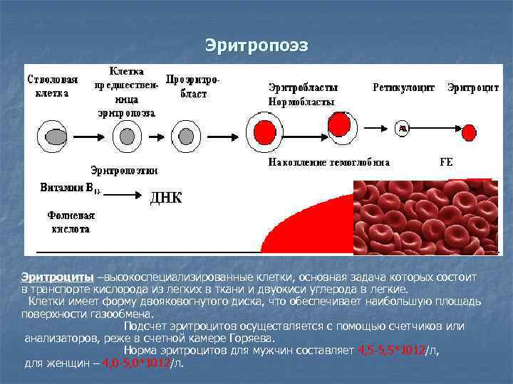 Безъядерные клетки имеют форму двояковогнутого диска