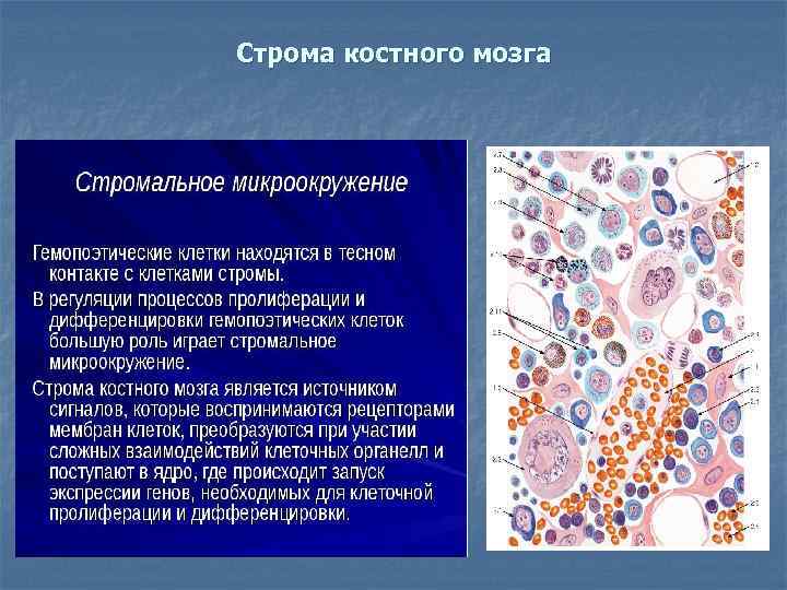 Элемент образующийся в красном костном мозге