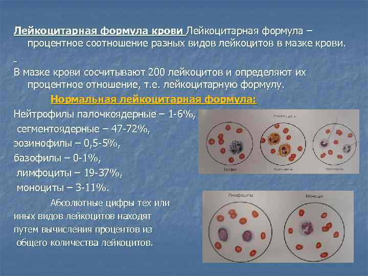 Лейкоцитарная формула крови Лейкоцитарная формула – процентное соотношение разных видов лейкоцитов в мазке крови.