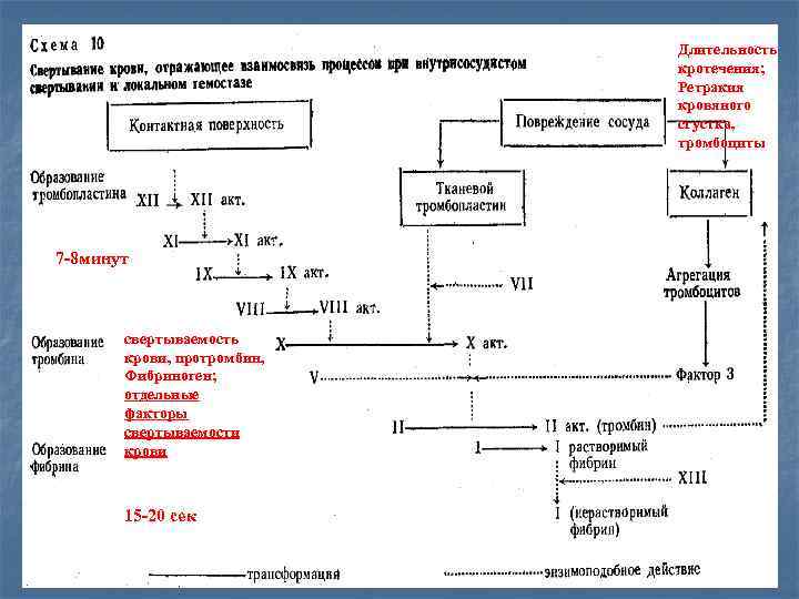 Длительность кротечения; Ретракия кровяного сгустка, тромбоциты 7 -8 минут свертываемость крови, протромбин, Фибриноген; отдельные