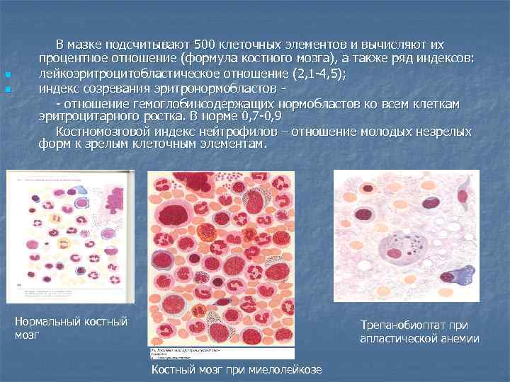n n В мазке подсчитывают 500 клеточных элементов и вычисляют их процентное отношение (формула