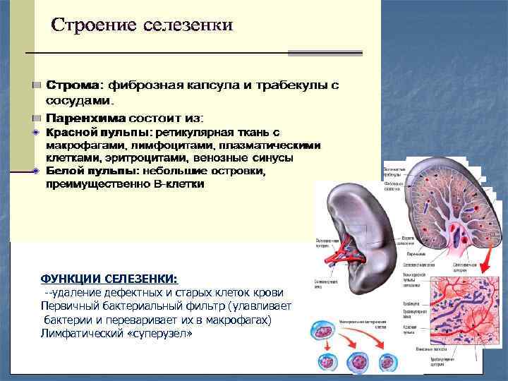 Строение селезенки человека фото с описанием