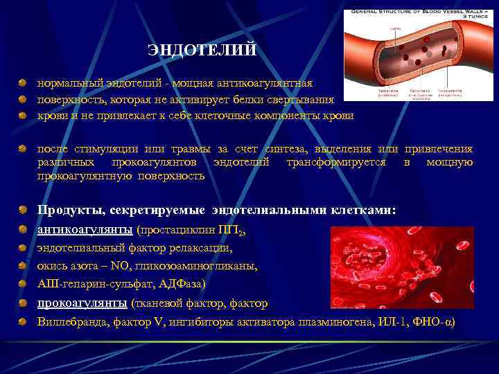 ЭНДОТЕЛИЙ нормальный эндотелий - мощная антикоагулянтная поверхность, которая не активирует белки свертывания крови и
