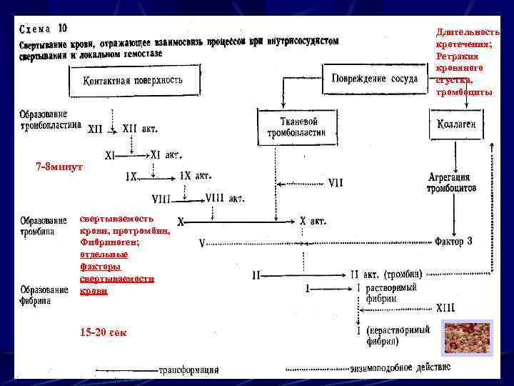 Длительность кротечения; Ретракия кровяного сгустка, тромбоциты 7 -8 минут свертываемость крови, протромбин, Фибриноген; отдельные