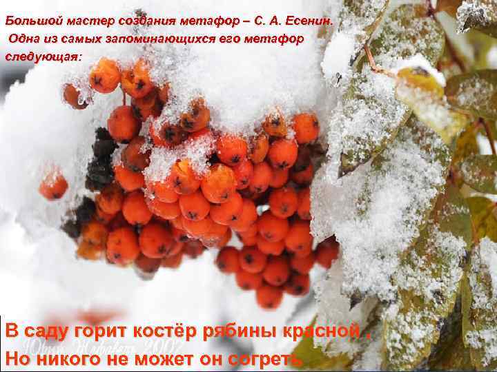 Большой мастер создания метафор – С. А. Есенин. Одна из самых запоминающихся его метафор