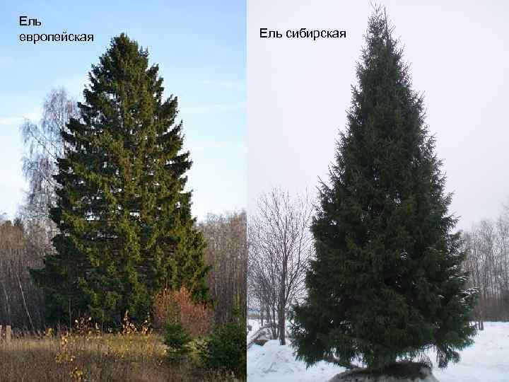 Ель европейская Ель сибирская 