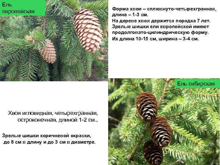 Ель европейская Форма хвои – сплюснуто-четырехгранная, длина – 1 -3 см. На дереве хвоя