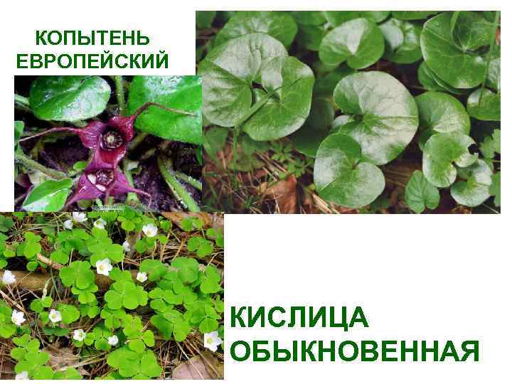 КОПЫТЕНЬ ЕВРОПЕЙСКИЙ КИСЛИЦА ОБЫКНОВЕННАЯ 