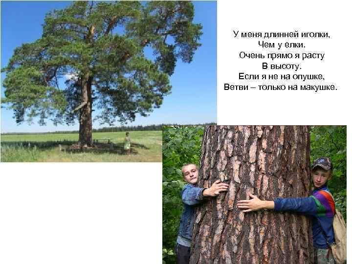 У меня длинней иголки, Чем у елки. Очень прямо я расту В высоту. Если