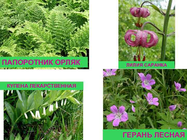ПАПОРОТНИК ОРЛЯК ЛИЛИЯ САРАНКА КУПЕНА ЛЕКАРСТВЕННАЯ ГЕРАНЬ ЛЕСНАЯ 