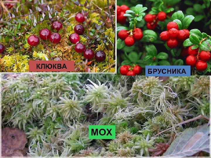 КЛЮКВА БРУСНИКА МОХ 