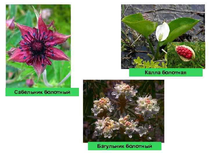 Калла болотная Cабельник болотный Багульник болотный 