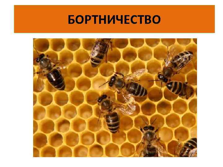 БОРТНИЧЕСТВО 