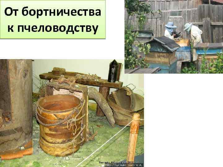 От бортничества к пчеловодству 