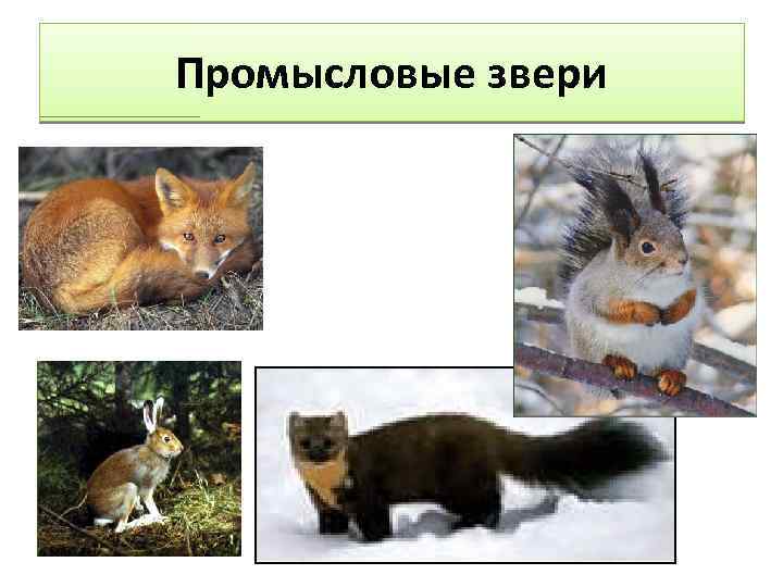 Промысловые звери 