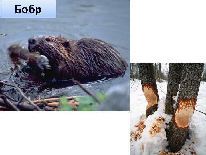 Бобр 