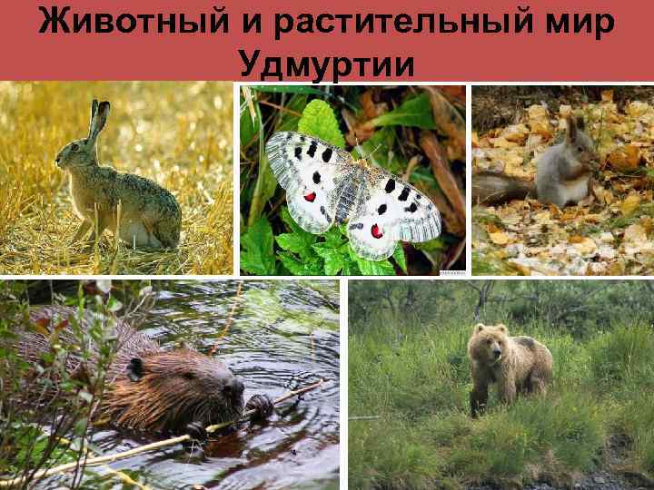 Животный и растительный мир Удмуртии 