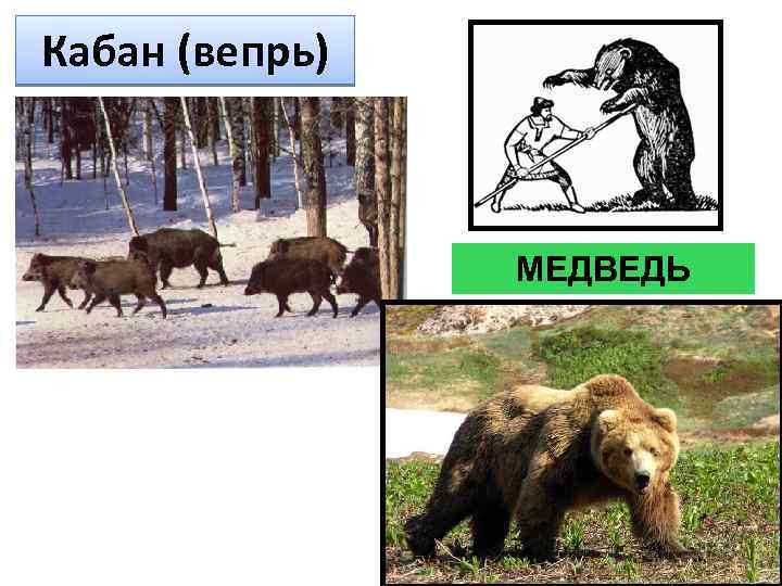Кабан (вепрь) МЕДВЕДЬ 