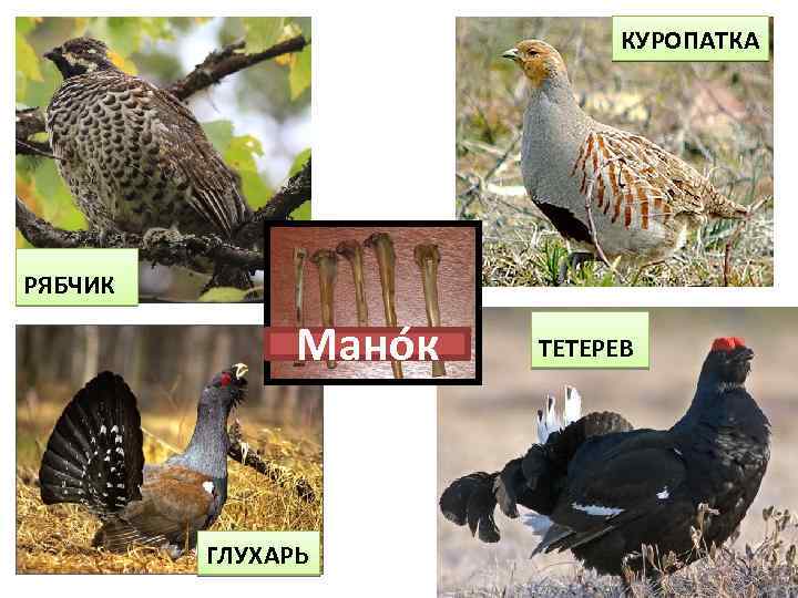 КУРОПАТКА РЯБЧИК Мано к ГЛУХАРЬ ТЕТЕРЕВ 