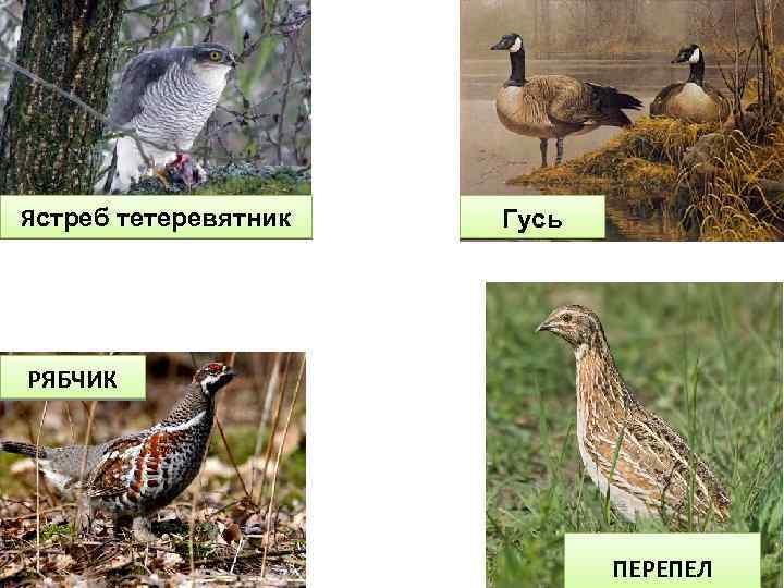 Ястреб тетеревятник Гусь РЯБЧИК ПЕРЕПЕЛ 