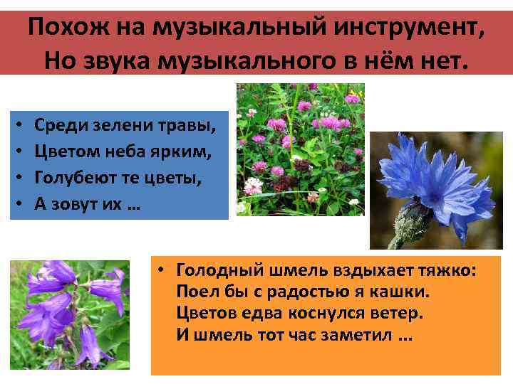 Похож на музыкальный инструмент, Но звука музыкального в нём нет. • • Среди зелени