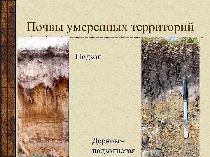 Почвы умеренных территорий Подзол Дерновоподзолистая 