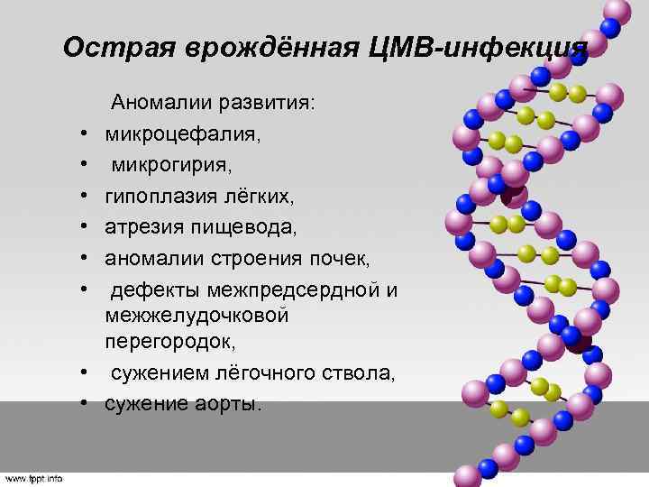 Острая врождённая ЦМВ-инфекция Аномалии развития: • микроцефалия, • микрогирия, • гипоплазия лёгких, • атрезия