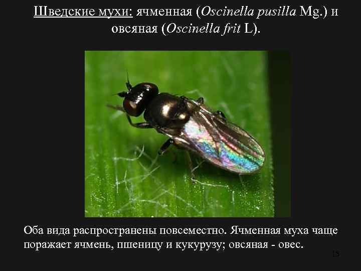 Шведские мухи: ячменная (Oscinella pusilla Mg. ) и овсяная (Oscinella frit L). Оба вида