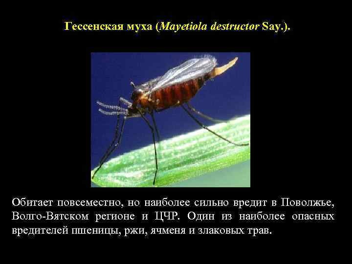 Гессенская муха (Mayetiola destructor Say. ). Обитает повсеместно, но наиболее сильно вредит в Поволжье,