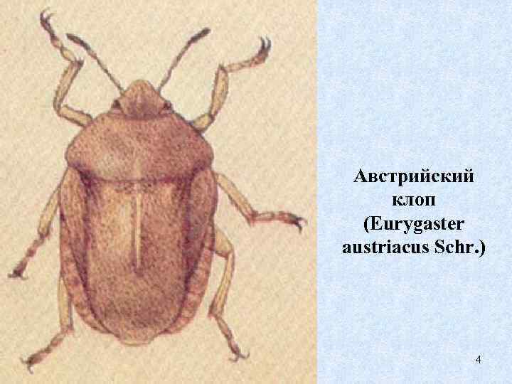 Австрийский клоп (Eurygaster austriacus Schr. ) 4 