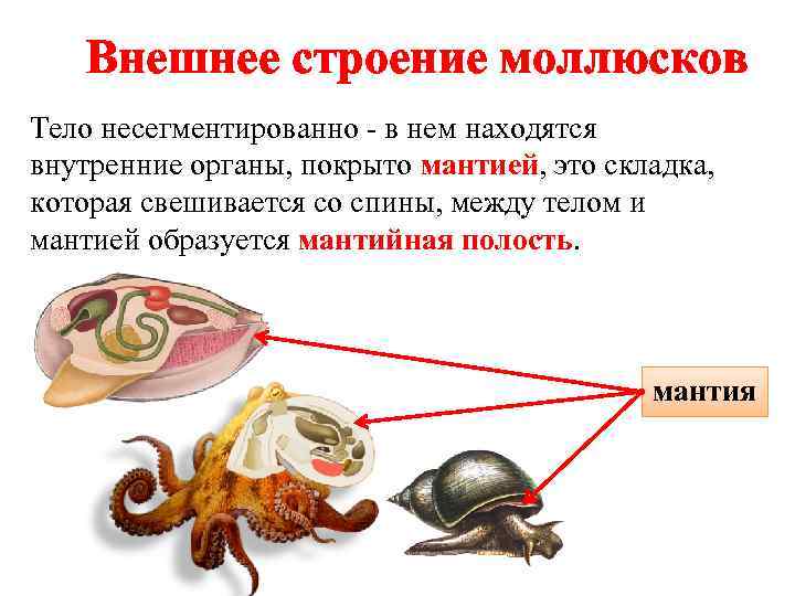 Внешнее строение моллюсков Тело несегментированно - в нем находятся внутренние органы, покрыто мантией, это