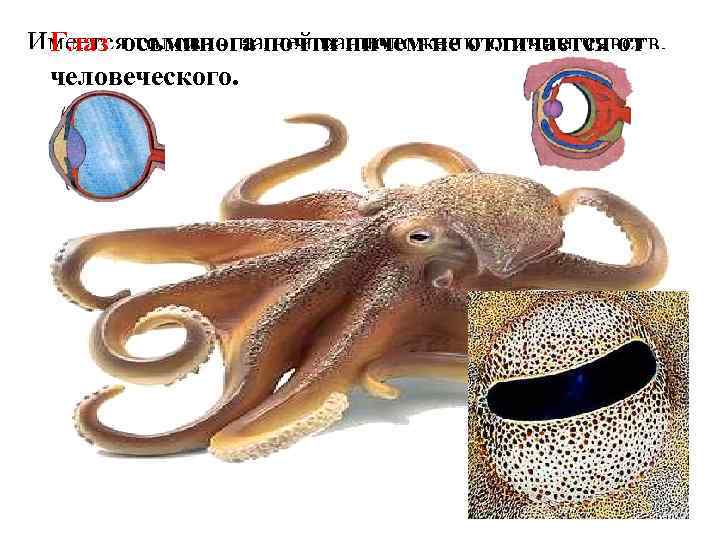 Глаз осьминога почти ничем не отличается от Имеется голова - на ней расположены органы