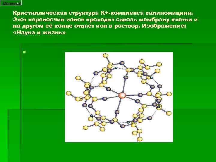 Кристаллическая структура K+-комплекса валиномицина. Этот переносчик ионов проходит сквозь мембрану клетки и на другом