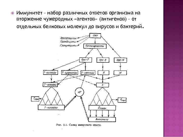  Иммунитет – набор различных ответов организма на вторжение чужеродных «агентов» (антигенов) – от