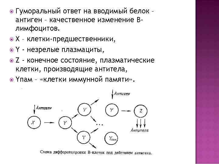 Гуморальный ответ на вводимый белок – антиген – качественное изменение Влимфоцитов. Х – клетки-предшественники,