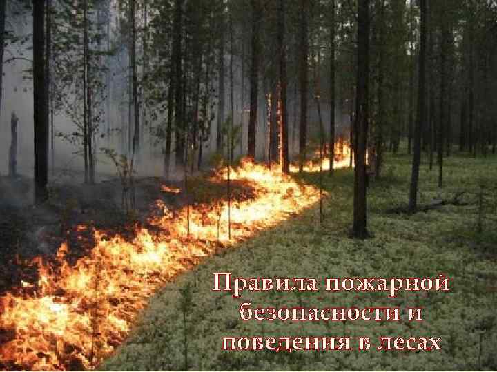 Правила пожарной безопасности и поведения в лесах 