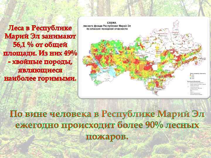Леса в Республике Марий Эл занимают 56, 1 % от общей площади. Из них