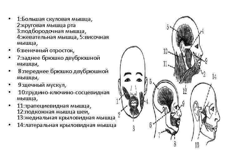  • 1: Большая скуловая мышца, 2: круговая мышца рта 3: подбородочная мышца, 4: