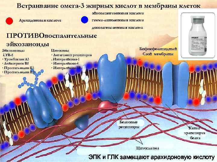 Встраивание омега-3 жирных кислот в мембраны клеток эйкозапентаеновая кислота гамма-линоленовая кислота Арахидоновая кислота докозагексаеновая