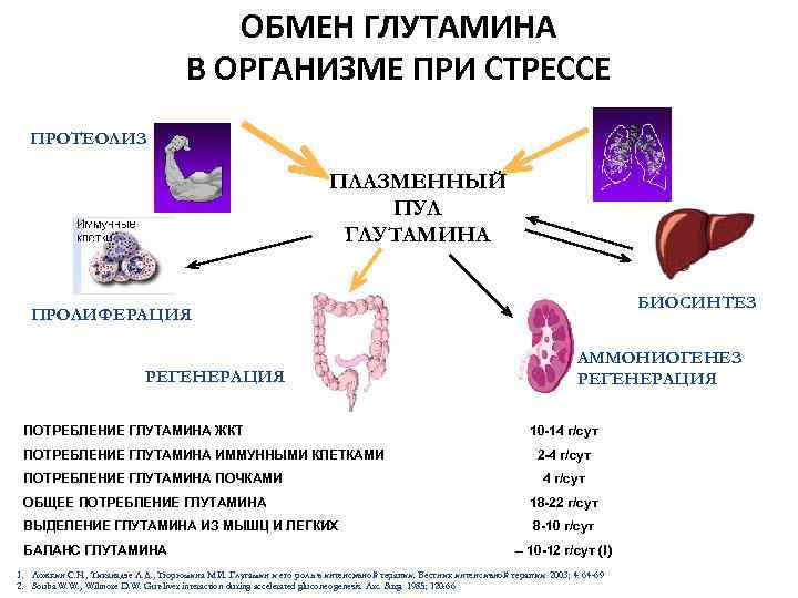 ОБМЕН ГЛУТАМИНА В ОРГАНИЗМЕ ПРИ СТРЕССЕ ПРОТЕОЛИЗ ПЛАЗМЕННЫЙ ПУЛ ГЛУТАМИНА БИОСИНТЕЗ ПРОЛИФЕРАЦИЯ РЕГЕНЕРАЦИЯ ПОТРЕБЛЕНИЕ