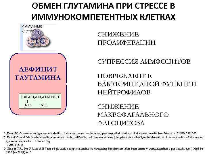 ОБМЕН ГЛУТАМИНА ПРИ СТРЕССЕ В ИММУНОКОМПЕТЕНТНЫХ КЛЕТКАХ СНИЖЕНИЕ ПРОЛИФЕРАЦИИ СУПРЕССИЯ ЛИМФОЦИТОВ ДЕФИЦИТ ГЛУТАМИНА O=C-CH