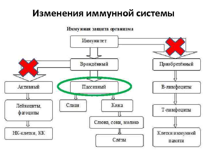 Изменения иммунной системы 